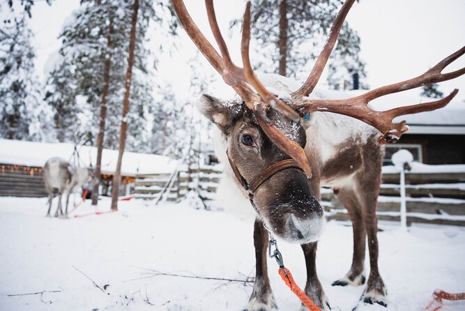 Husky and Reindeer Experience With Snowmobiling - Santa Claus Village and Free Time