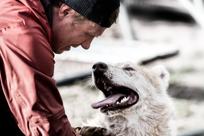 Husky cuddle at Fjälläventyr Dog Park - admission ticket - Discover the Husky Cuddle Experience at Fjälläventyr Dog Park in Sweden
