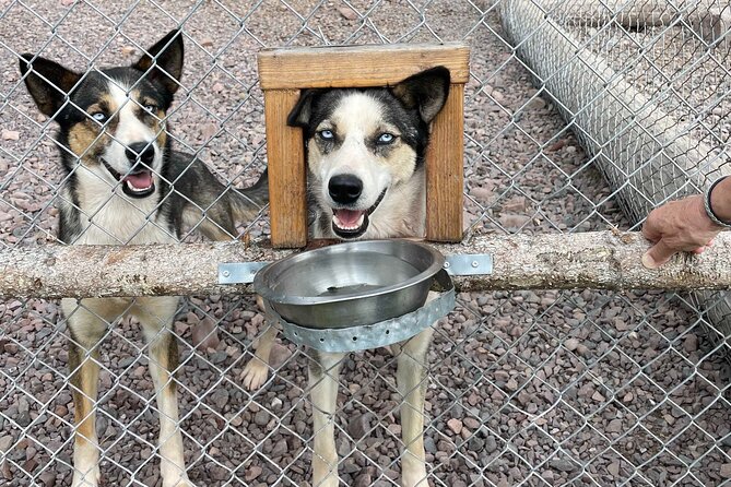 Husky cuddle at Fjälläventyr Dog Park - admission ticket - Fjälläventyr Dog Park: Location and How to Book