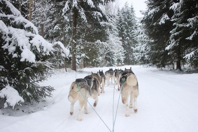 Husky Dog Sledding Tour From Riga - Discover the Unique Husky Dog Sledding Experience Near Riga