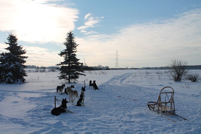 Husky Dog Sledding Tour From Riga - The Scenic 3km Sledding Track in Latvia