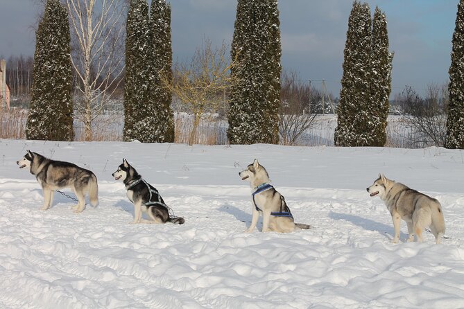 Husky Dog Sledding Tour From Riga - Salaspils Memorial and Forest Walks