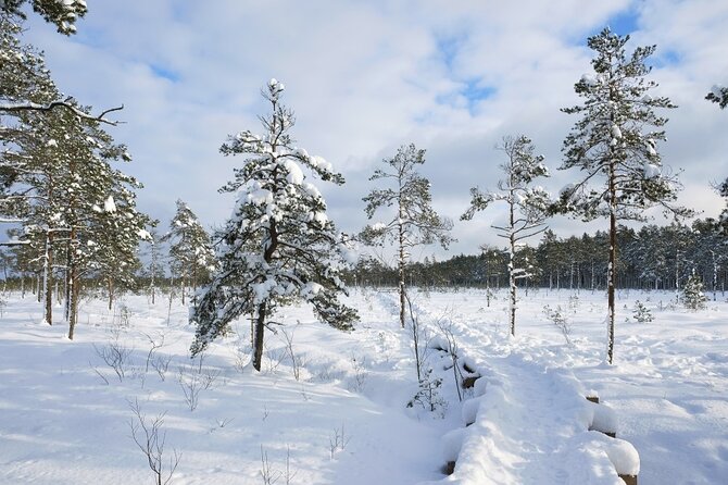 Husky Dog Sledding Tour From Riga - Warm Up with Hot Drinks and Snacks