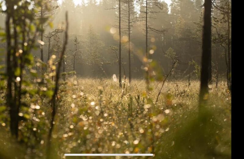 Husky hike followed by a campfire near Skellefteå - Exciting Husky Hike and Campfire Near Skellefteå in Västerbotten