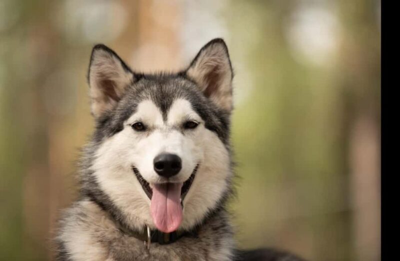 Husky hike followed by a campfire near Skellefteå - The Malamute-Human Hike in Västerbotten’s Natural Beauty