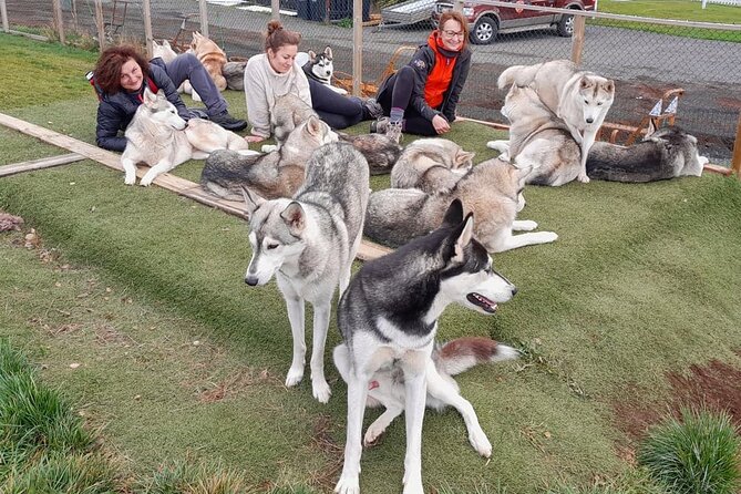 Husky Petting in Akureyri (private) - Key Points