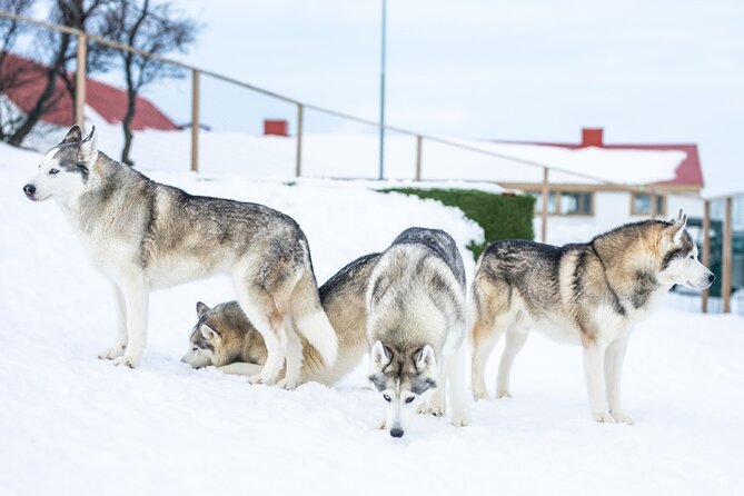 Husky Petting in Akureyri (private) - The Husky Cuddles: What to Expect During the Visit