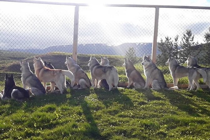 Husky Petting in Akureyri (private) - The Personal Touch: Meet the Huskies as Family