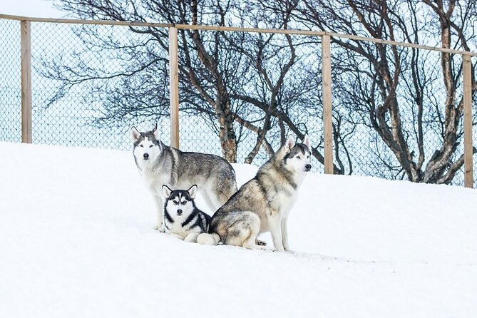 Husky Petting in Akureyri (private) - The Landscape and Atmosphere Outside Akureyri