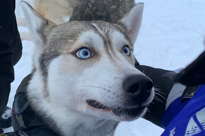 Husky Safari from Levi 2 KM or 5 KM with Husky Sledge Ride - The Sled Ride: Length and Experience