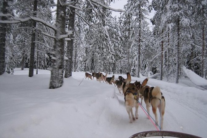 Husky Safari from Levi 2 KM or 5 KM with Husky Sledge Ride - Logistics: Pickup, Group Size, and Duration