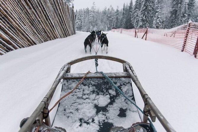 Husky Sledding Ride in Levi - Value and Customer Feedback