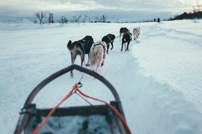 Husky Sledding Self-Drive Adventure in Tromso - Tromsos Husky Sledding Start Point and Transportation