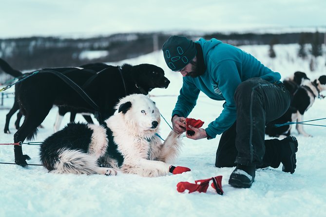 Husky Sledding Self-Drive Adventure in Tromso - The Arctic Wilderness Sledding Experience
