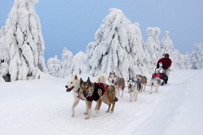 Husky Sledding Tour - The Role of Guides and the Overall Atmosphere