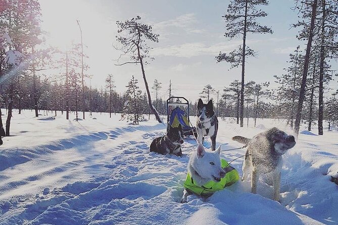 Husky Sledding Tour - In Summary: Authentic, Animal-Centered Finnish Wilderness Fun