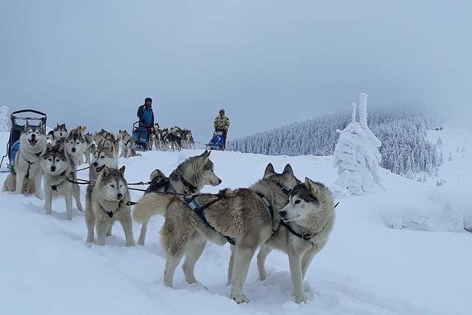 Husky Sleigh Rides experience - Experience the Magic of Husky Sleigh Rides in Brasov