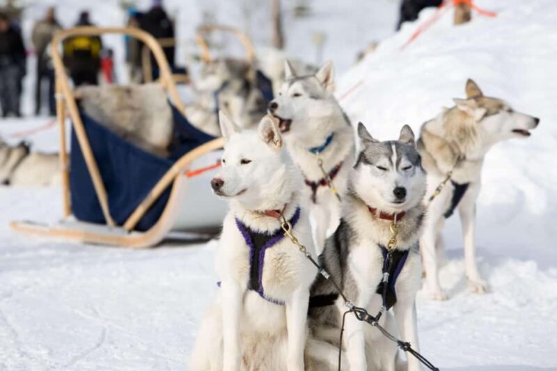 Husky Soul Journey: From Farm Life to Sledding Adventure - Husky Soul Journey: From Farm Life to Sledding Adventure in Lapland