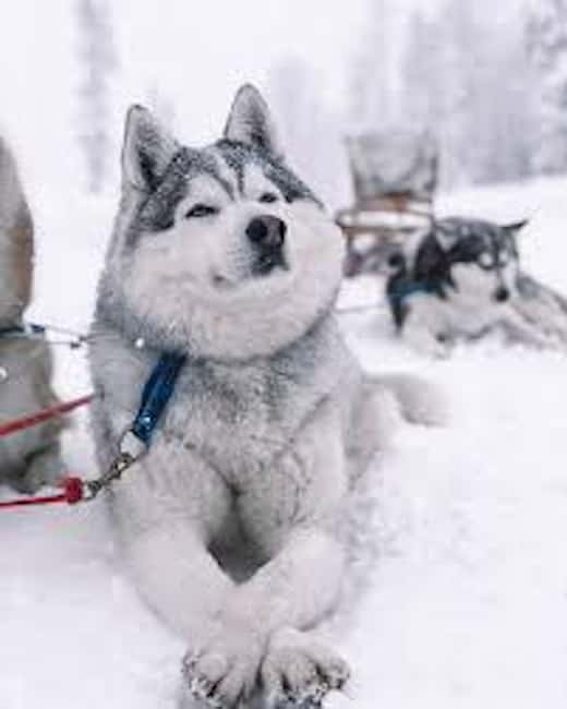 Husky Soul Journey: From Farm Life to Sledding Adventure - The Sled Ride Through Snowy Forests