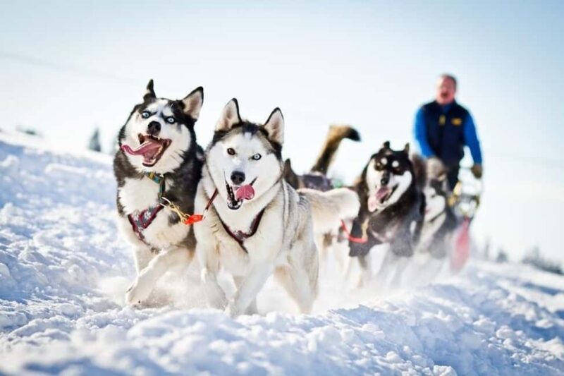 Husky Soul Journey: From Farm Life to Sledding Adventure - Husky Soul Journey: Authenticity and Limitations