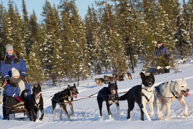 Husky Tour Sit and Drive Combo Tour from Kiruna - Discover the Unique Husky Sit and Drive Experience from Kiruna for $254
