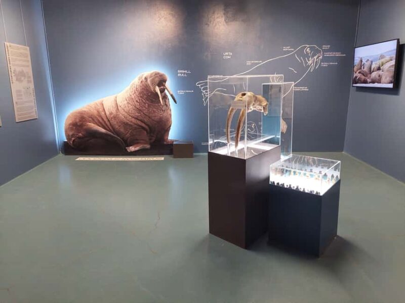 Hvammstangi: Icelandic Seal Center Museum Entry Ticket - The Center’s Focus on Sustainability and Accessibility