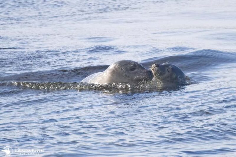 Hvammstangi: Icelandic Seal Center Museum Entry Ticket - The Center’s Role in Marine Research and Conservation