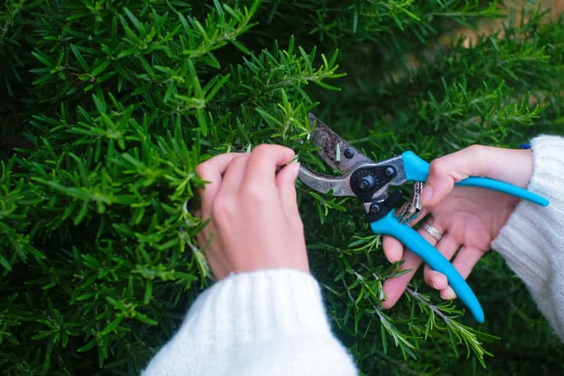 Hvar: Cooking Workshop with Locals & Farm-to-Table Meal - Discover the Flavors of Hvar with a Cooking Workshop and Farm-to-Table Meal