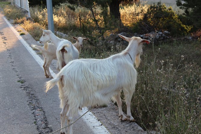 Hvar Hidden Gems Small Group Half Day Tour with Lunch or Dinner - Starting Point at the French Fortress on St. Nicholas Hill
