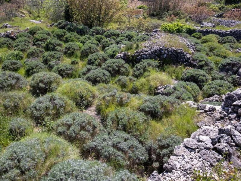 Hvar: Lavender Fields, Honey, and Local Product Tasting - Exploring the Fortress Over Hvar Town