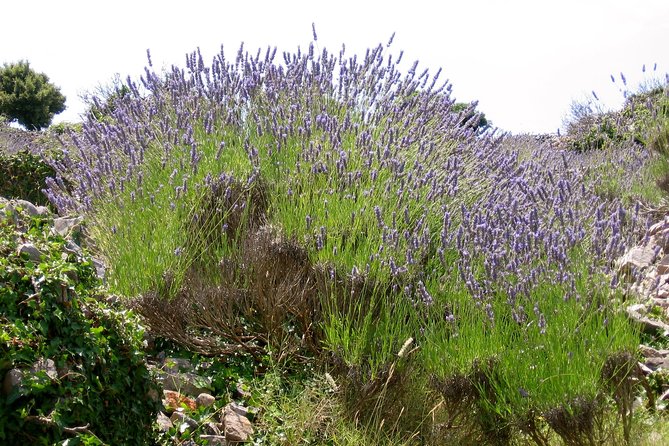 Hvar Lavender Small Group Tour - Visiting the Lavender Fields Around Brusje