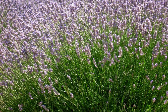 Hvar Lavender Small Group Tour - Tour Duration and Pacing