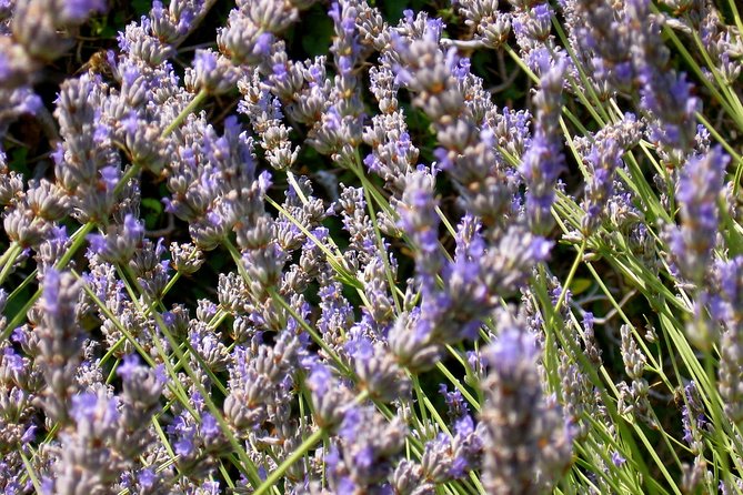 Hvar Lavender Small Group Tour - The Local Guide and Their Knowledge