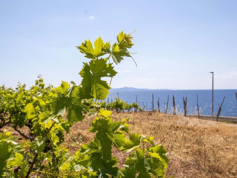 Hvar: Wine Tasting Tour and Island Sightseeing - Frequently Asked Questions