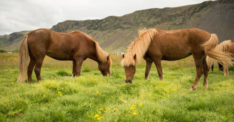 Hveragerdi: Reykjadalur (Hotspring Valley) Horse Riding Tour - Scenic Trail Along Reykjadalur Valley