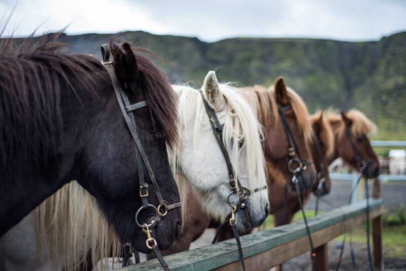 Hveragerdi: Reykjadalur (Hotspring Valley) Horse Riding Tour - Guides Who Know the Land and Horses
