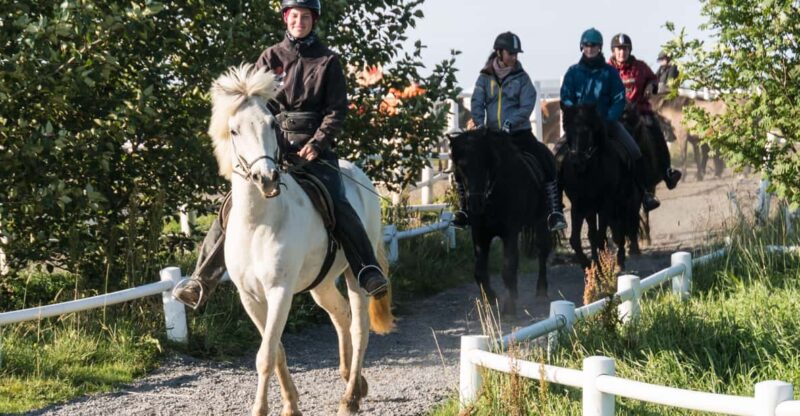 Hveragerdi: The Siggi Horse Riding Tour - What the Reviews Say About Guides and Horses