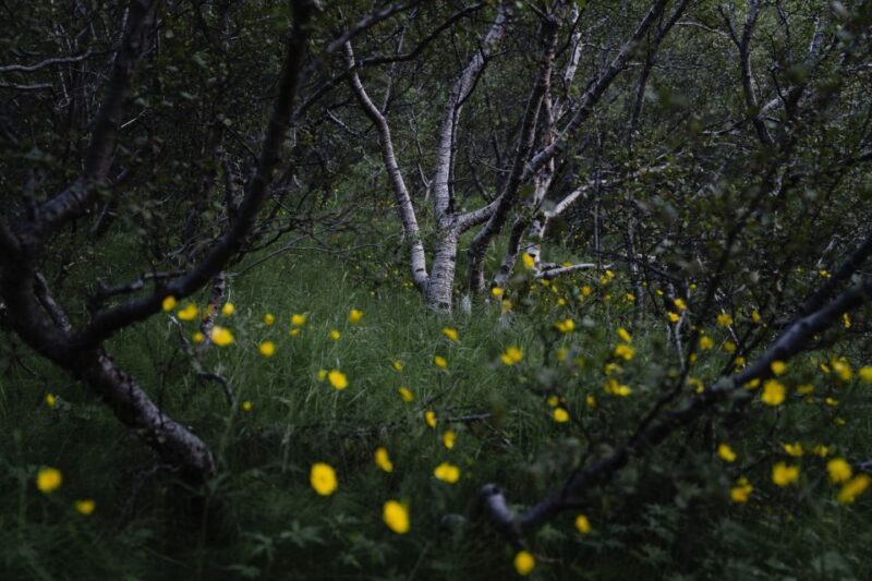 Hvolsvöllur: Private Thorsmork Guided Day Hike by Super Jeep - The Experience Provider: Southcoast Adventure