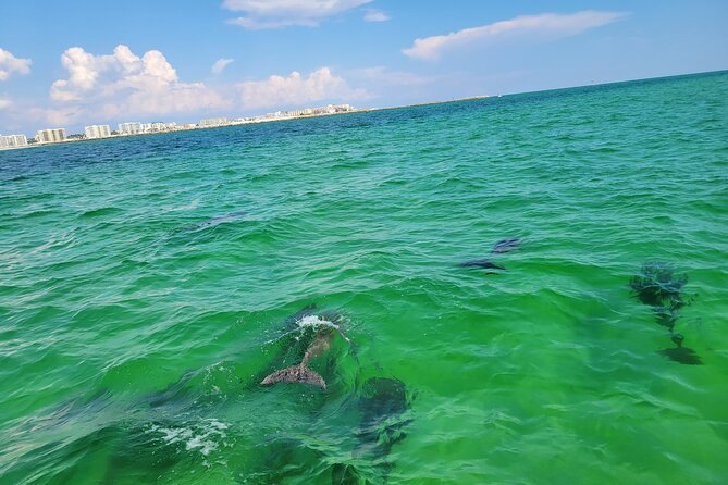 Hydro Rocket Dolphin Sightseeing Boat Tour from Destin - Wildlife and Dolphin Sightings: What You Can Expect