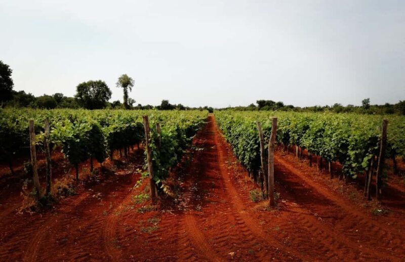 ian: Organic Winery Tour and Tasting Experience - Savoring Five Fine Wines from Istria