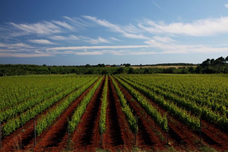 ian: Organic Winery Tour and Tasting Experience - Comparing to Similar Experiences in Istria