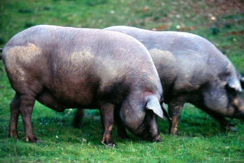 Iberian Ham Route and Tasting in the Sierra de Aracena - Scenic Views and Self-Guided Exploration