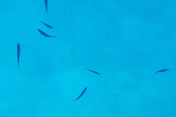 Ibiza Boat Trip to Formentera | Full-Day Experience - Practical Tips and Considerations for the Trip