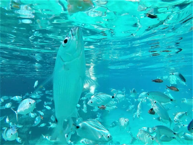 Ibiza: Snorkeling and SUP Paddle, Beach and Cave Tour - The Thrill of Snorkeling and Paddleboarding in Ibiza’s Coveted Spots