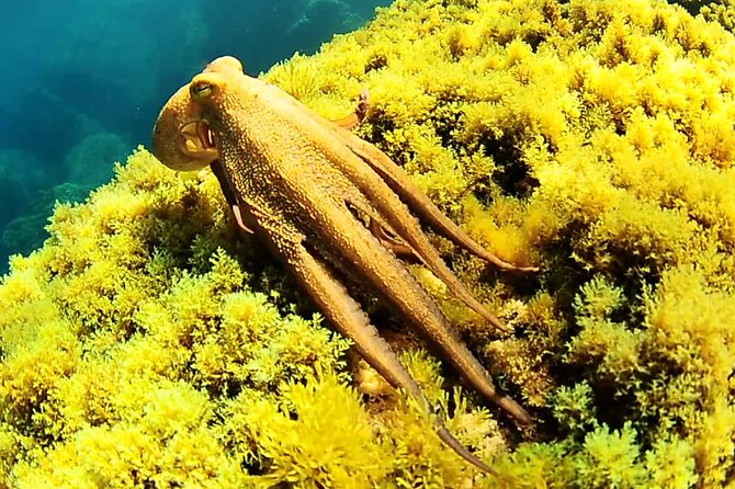 Ibiza Snorkeling Beach and Cave Cruise Tour - Drinks and Refreshments Included in the Price