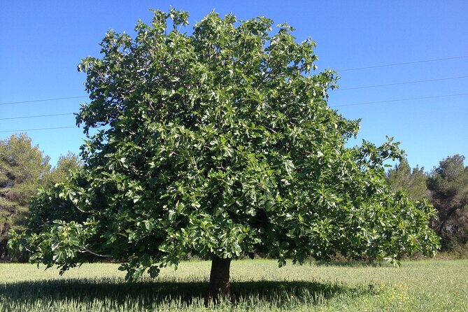 Ibiza Tour Island Bus Tour with Hippie Market Visit - Visiting Sant Josep de Sa Talaia and Its Charm