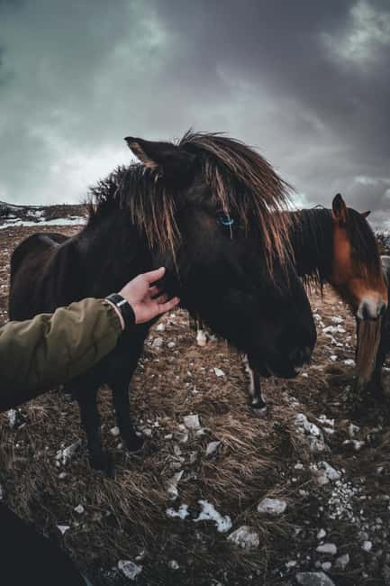 Iceland: Reynisfjara BlackSand Beach Horseback Adventure - Riding Across Víkurfjara Beach’s Black Sands and Basalt Sea Stacks