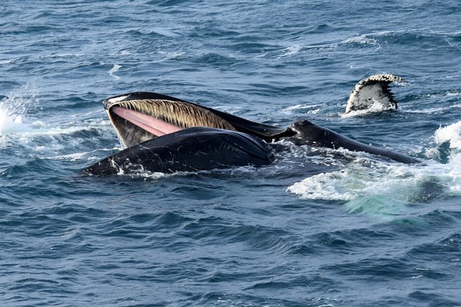 Iceland Super Saver: Northern Lights Cruise plus Whale-Watching Tour from Reykjavik - Experience the Ultimate Iceland Adventure: Northern Lights and Whale Watching from Reykjavik