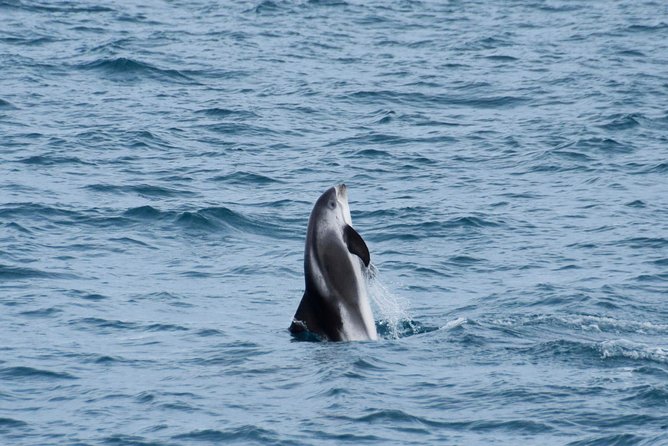 Iceland Super Saver: Northern Lights Cruise plus Whale-Watching Tour from Reykjavik - The Guides and Expert Insights: Sharing Legends and Facts