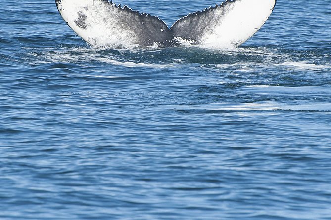 Iceland Super Saver: Puffin Cruise plus Whale-Watching Tour from Reykjavik - Practical Tips for the Puffin and Whale Tours